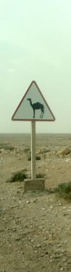 Warning - camels crossing