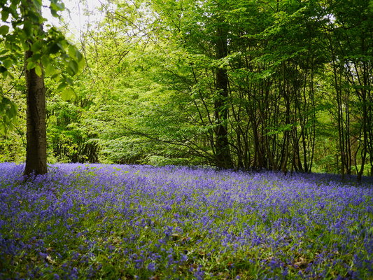 2017-04-30_bluebells.jpg